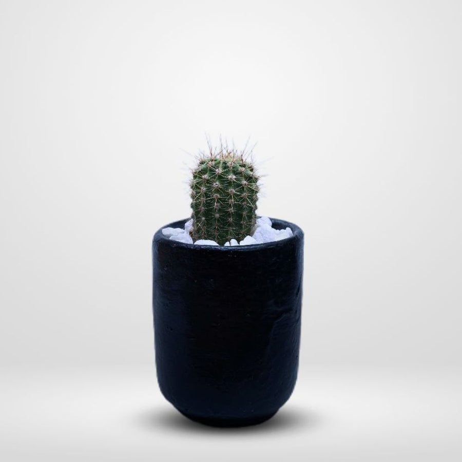 Aesthetic Cactus - By Menta