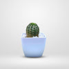Cactus in White Pot - By Menta