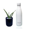 Share Joy - Aloevera Plant with Vitality Bottle